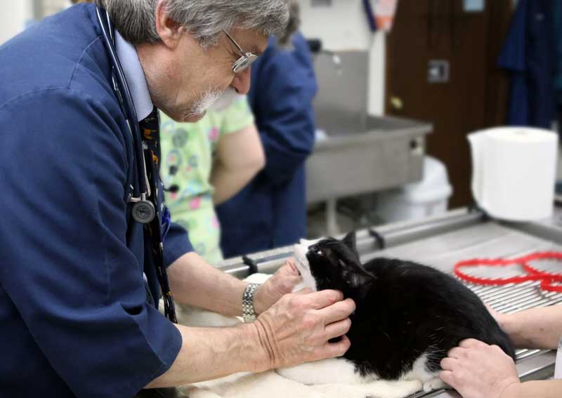Carousel Slide 5: Cat care