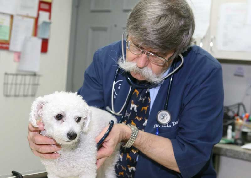 Carousel Slide 4: Dog veterinary exams