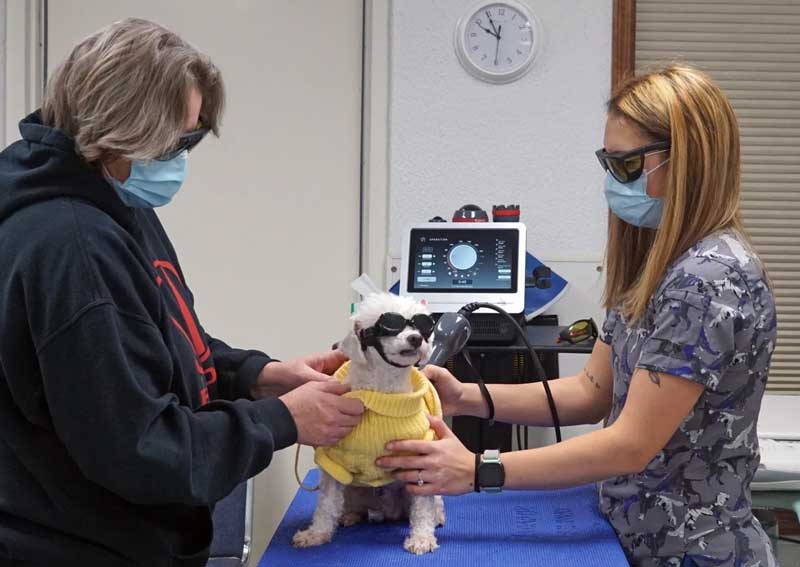 Carousel Slide 7: Pet laser therapy